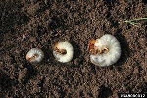 uploads/images/pest/okra grubs.jpg